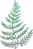 Fern
