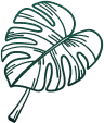 Monstera